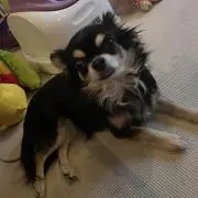 ペコの画像