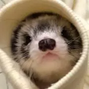 ferretの画像