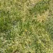 ななももの画像