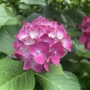 あいぴーの画像