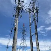こぐま