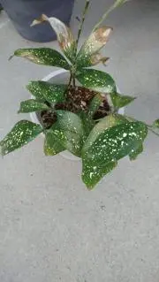 いいちゃん