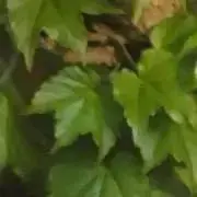めーきの画像