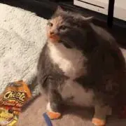 ミハイルの画像