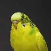 あんこの画像