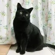 ひじき