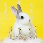 Lapiの画像