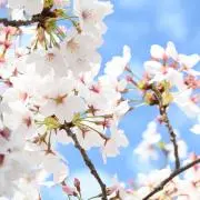 きなこもちの画像