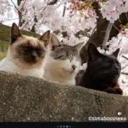 Lの画像