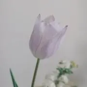 saiの画像