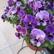 杏花　〜プロフ必読〜の画像