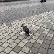 シロ