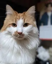 ねねこ