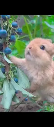 シェル しばらくお休み致します。の画像