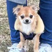 のんのんの画像
