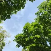 ジュッタン
