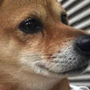 もちゆき