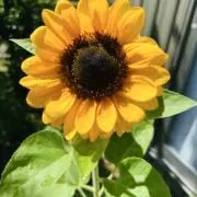ネコハルの画像