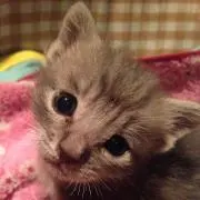 おぐゆき