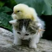 ぴよこ