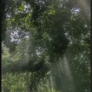maruの画像