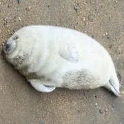 まかもうの画像