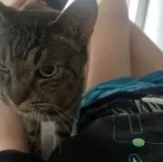抹茶