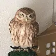 不苦労の画像