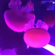 くらげになりたいの画像