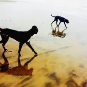 のん