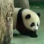 Tomo Rino