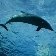 コスモス65の画像