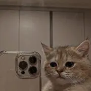 kutsupa29の画像