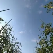 すみれ農園の画像