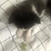 nicoの画像