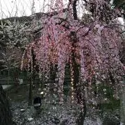 いちごみるくの画像