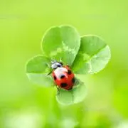 clover(*☻-☻*)