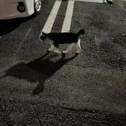 かざまくんの画像