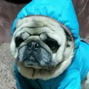 まはろん