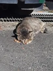 えんのした