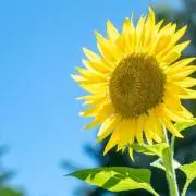 ひまわりの種＊即購入OKの画像