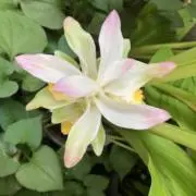 うさぎの画像