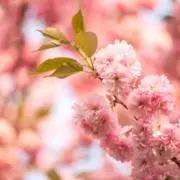 ミッキーの画像