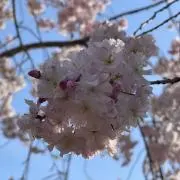 くるみの画像