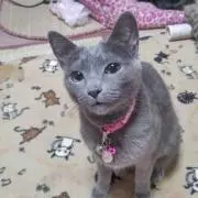 ミンクの画像