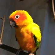 れんれんの画像