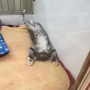 バロン