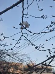 はるの画像