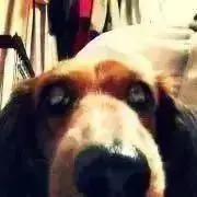 メグ