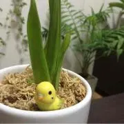 くわちんの画像